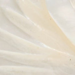 Camelliaa